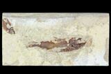 Bargain, Cretaceous Fossil Fish (Armigatus) - Lebanon #110837-1
